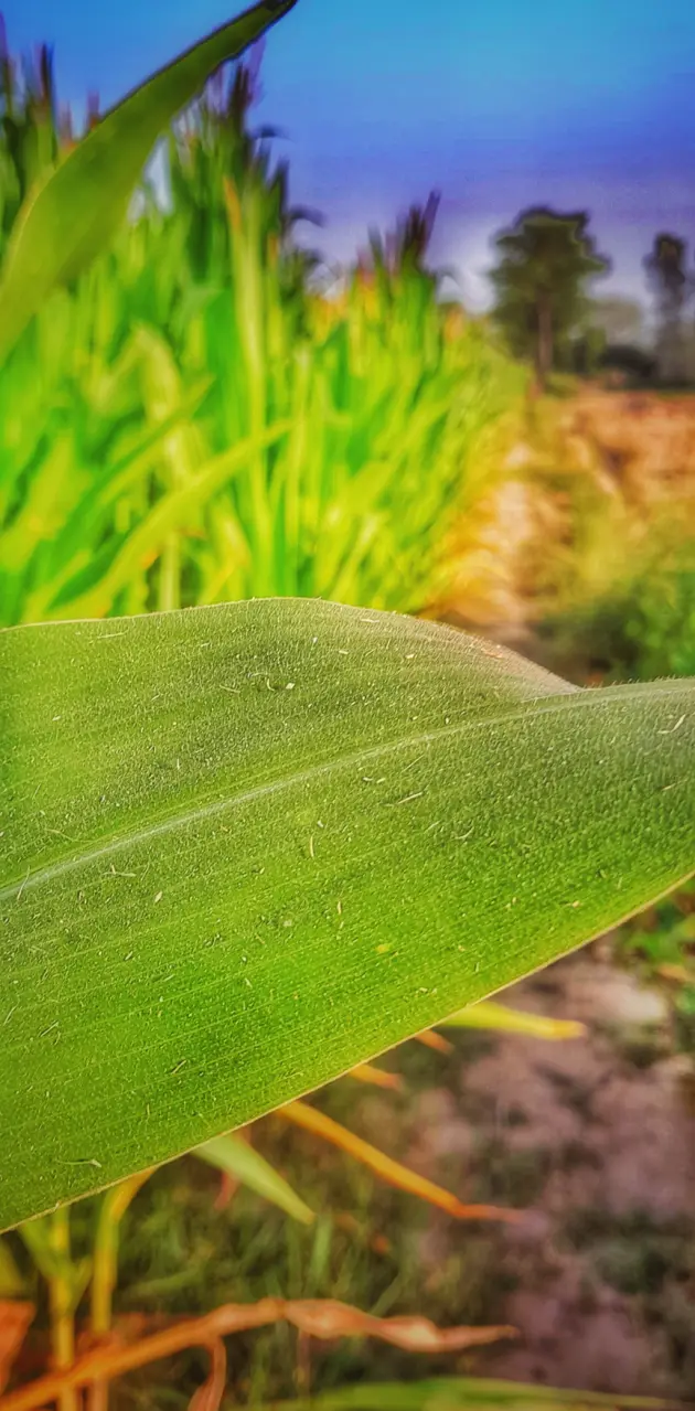 Corn leaf pic