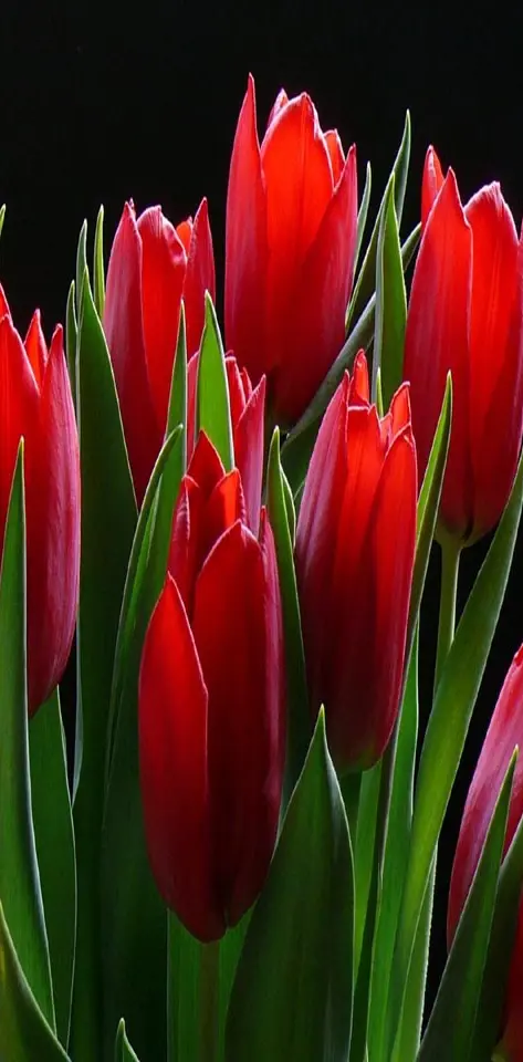 Red Tulips