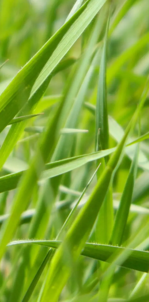 Grass in macro