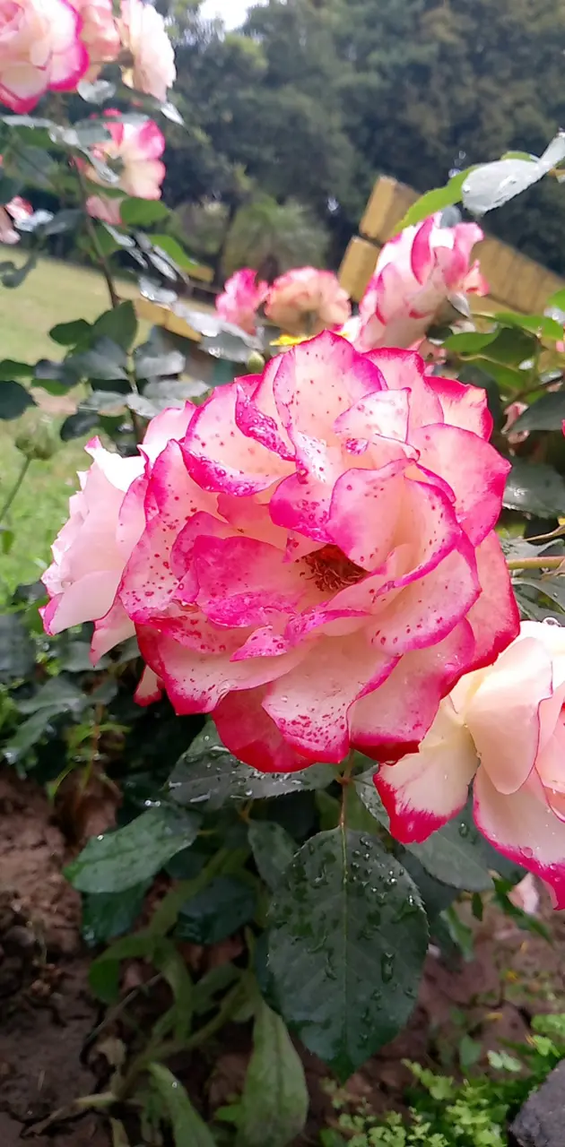 Creamy roses