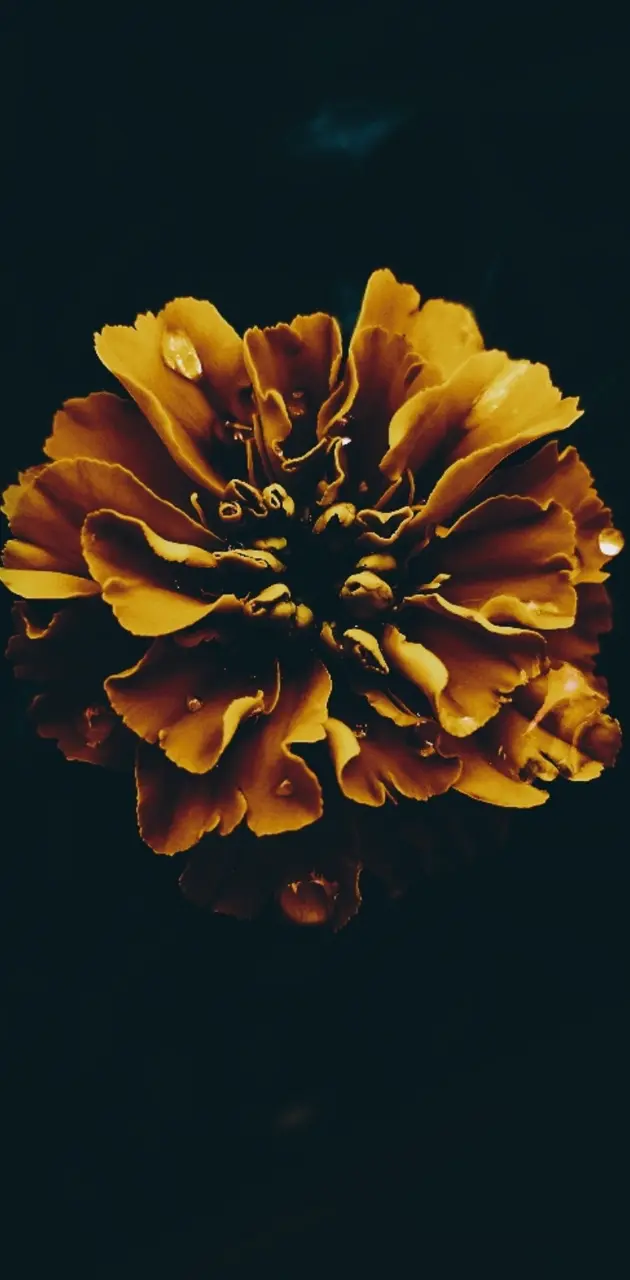 The dark flower