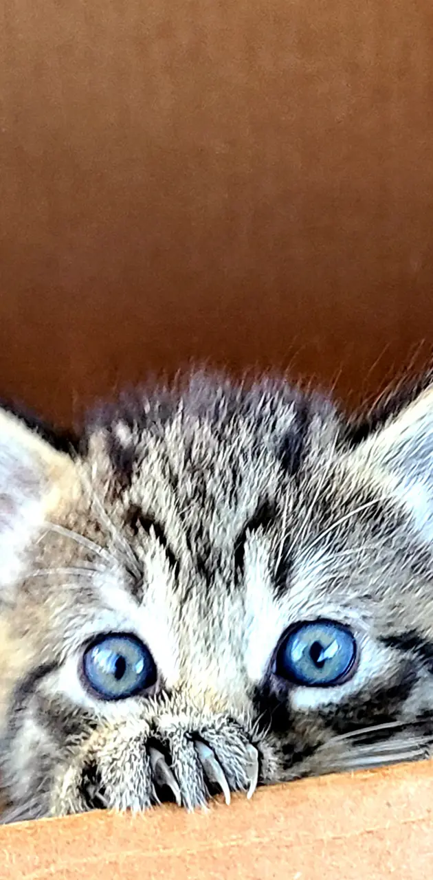 Kitten in box