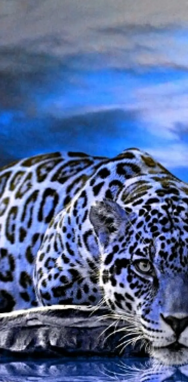 Blue jaguar cat