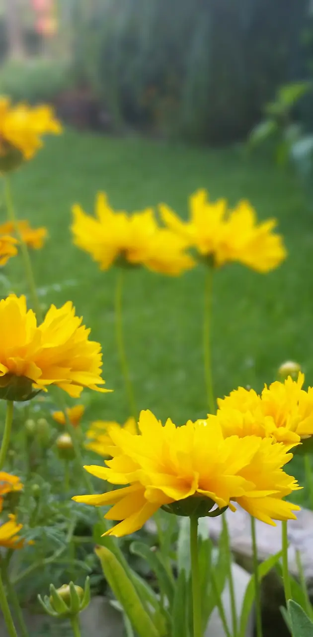 Yellow Flovers