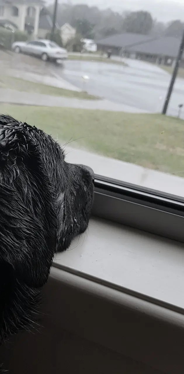 Sad dog in the rain2