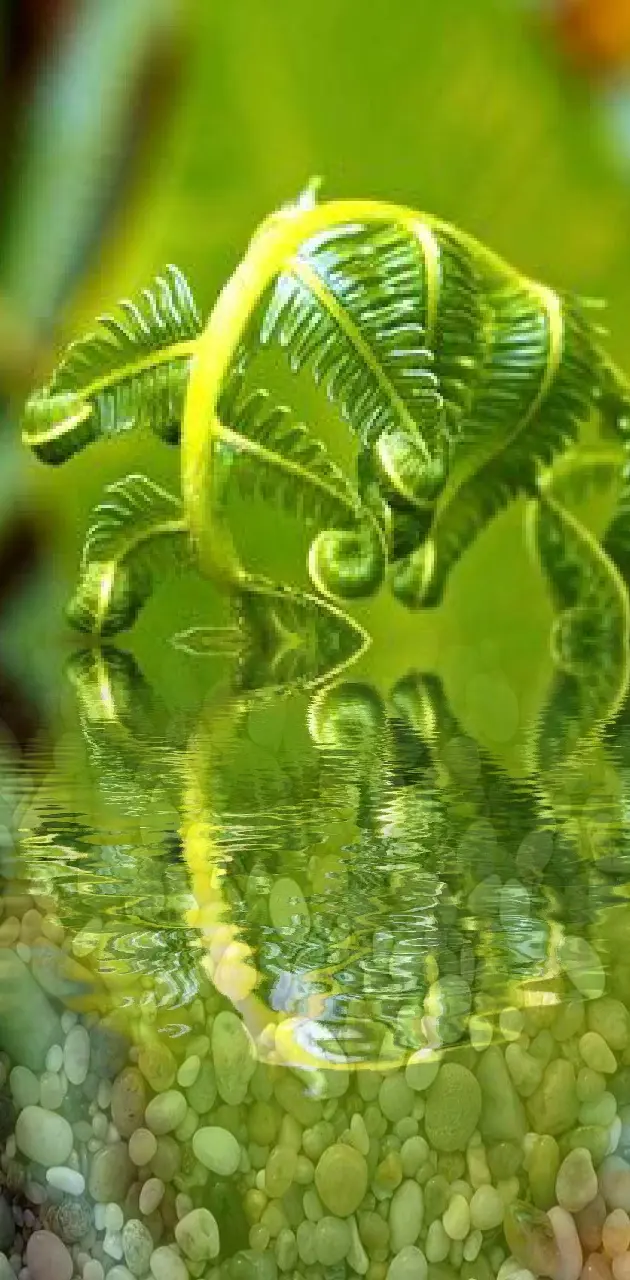Fern on the water