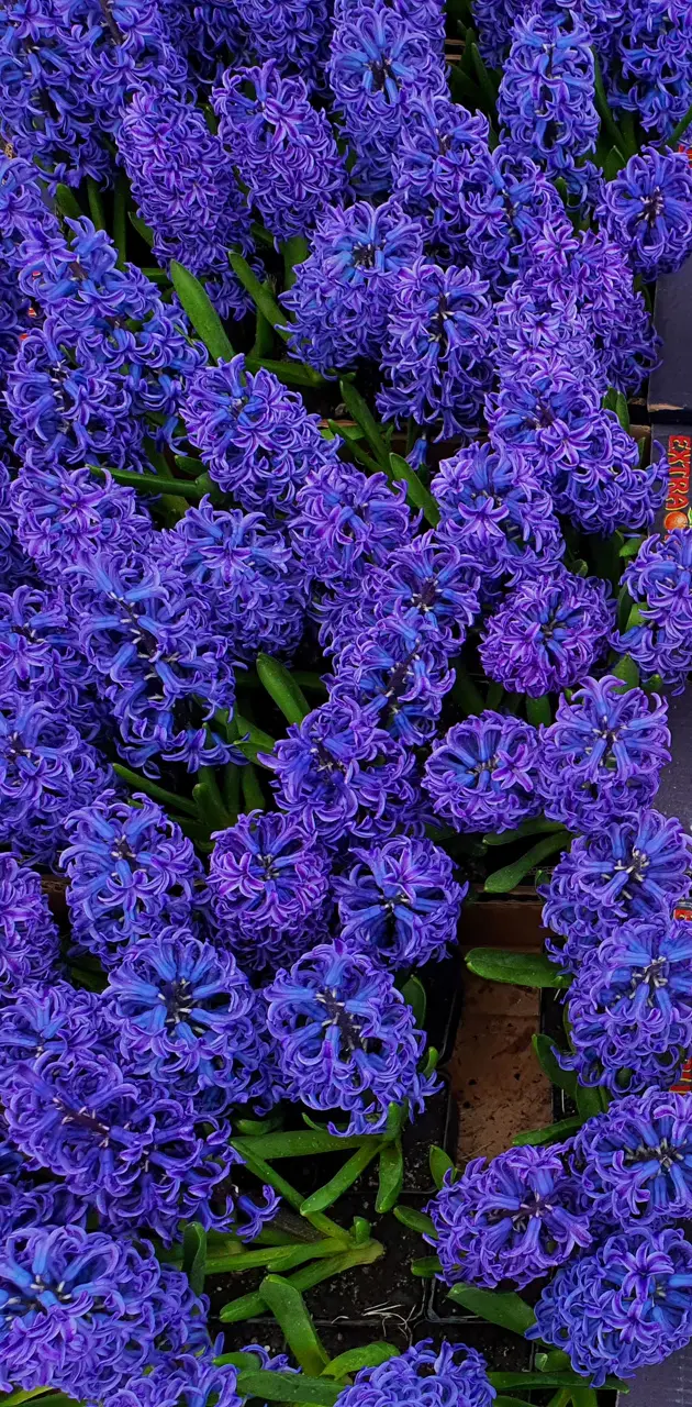Indigo hyacinths