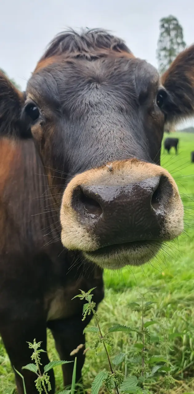 Nosy cow