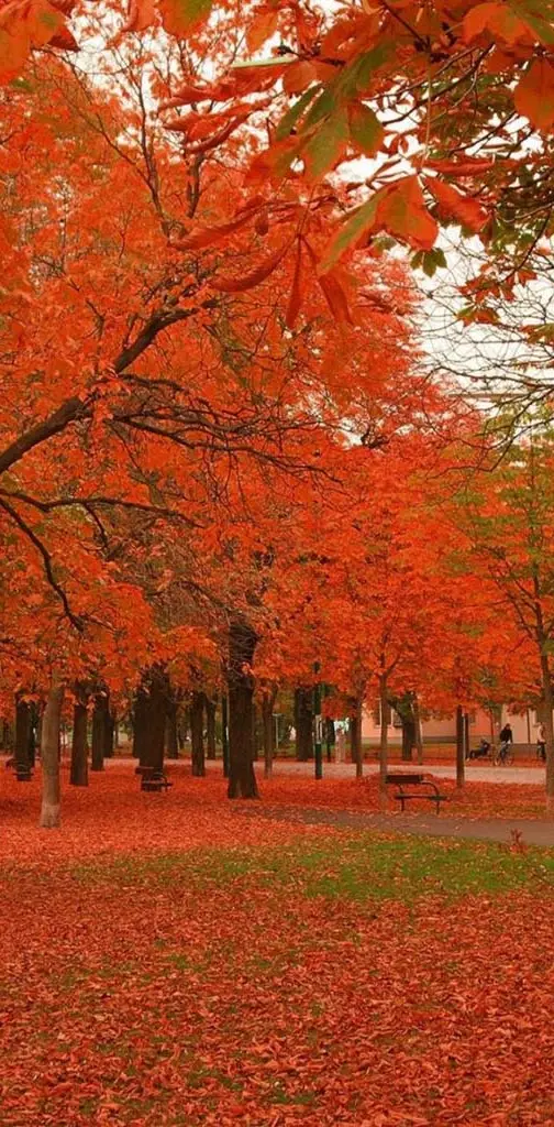 Red autumn trees