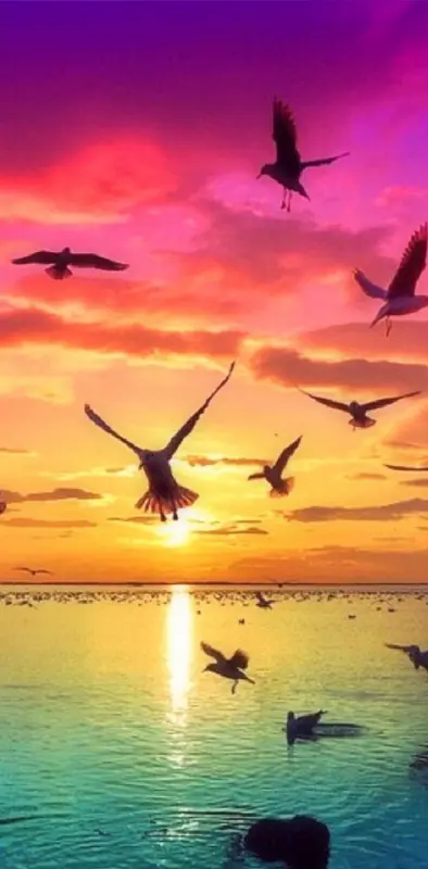Birds sunset