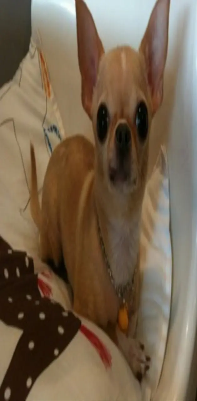 Samsung dog
