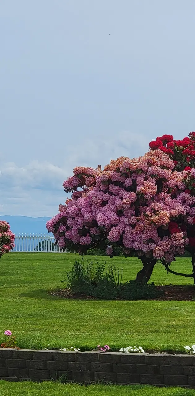 Rhododendron garden 
