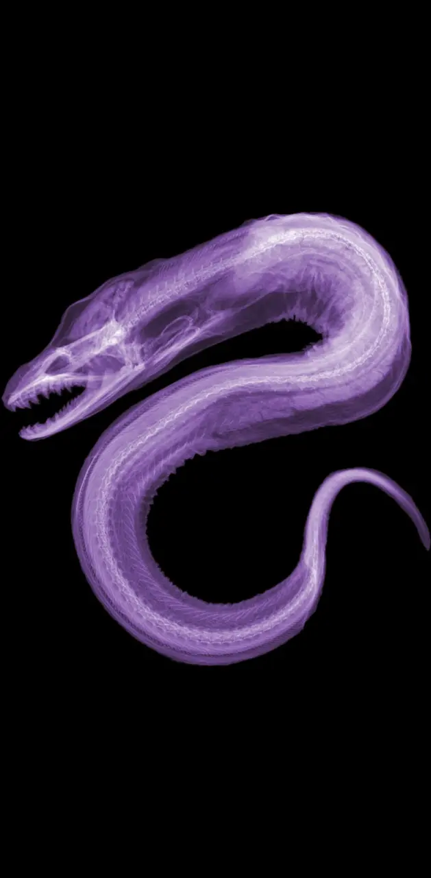 Purple Eel X-Ray