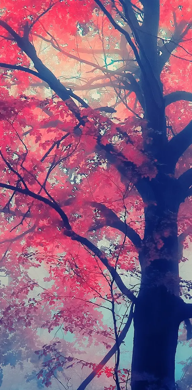 Red Tree Hd