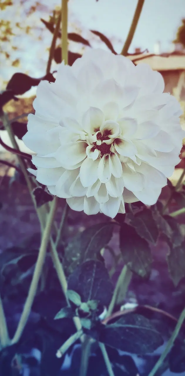 Retro Dhalia Flower