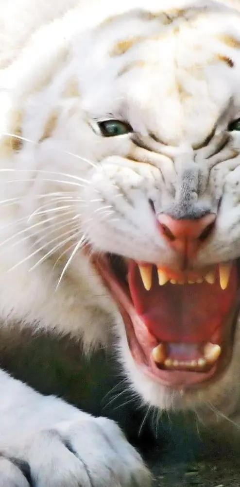 Angry white tiger