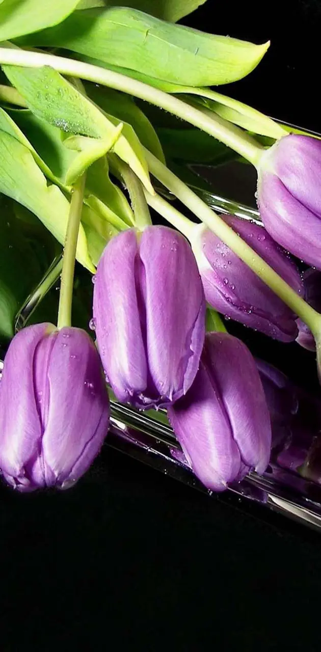 Tulips purple