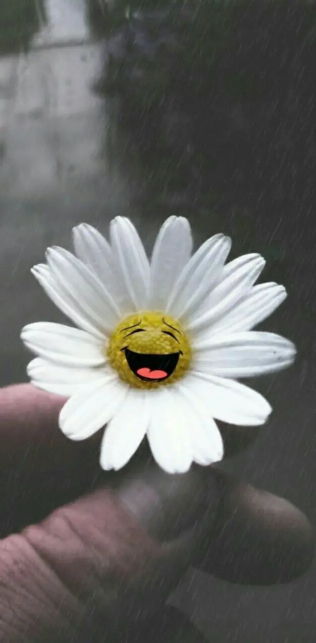 Smiling Daisy