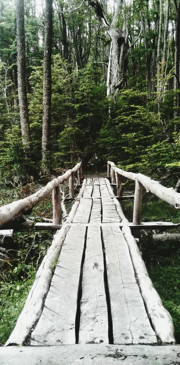 Bridge Nature