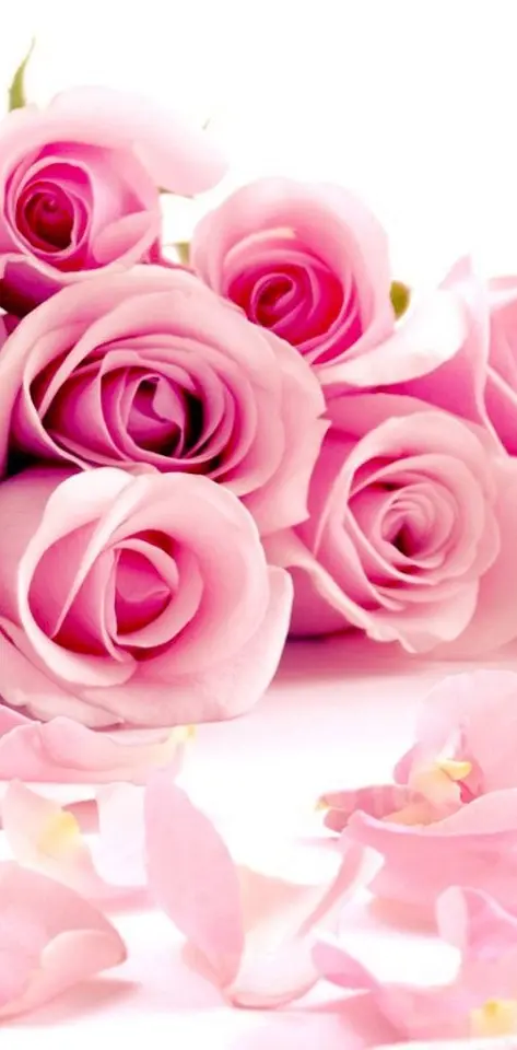 Pink Rose Lov