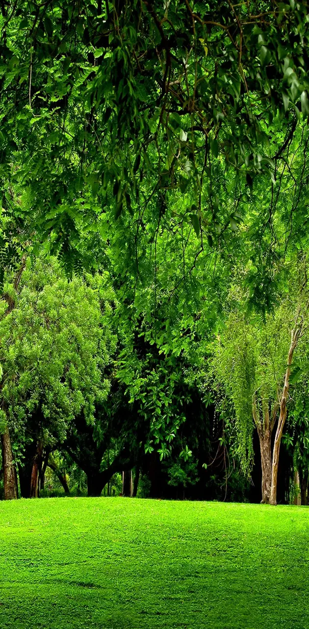 Green Forest Scenery