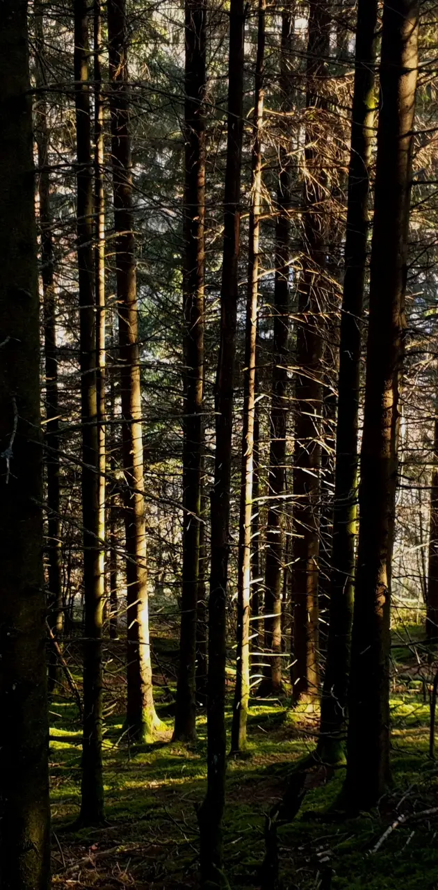 Norwegian Forest 