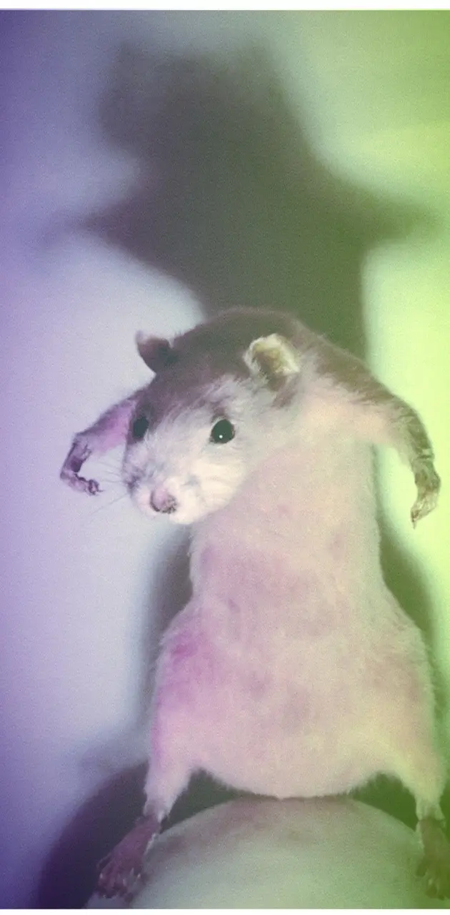 seggsy rat 1