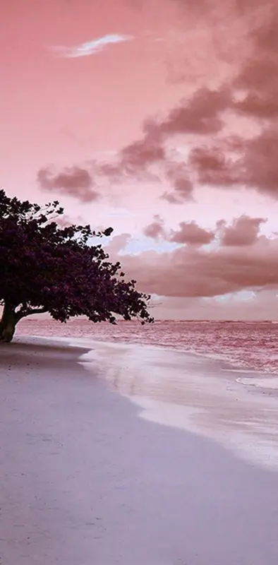 pink beach side
