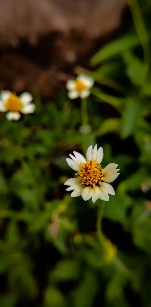 Tiny flowera