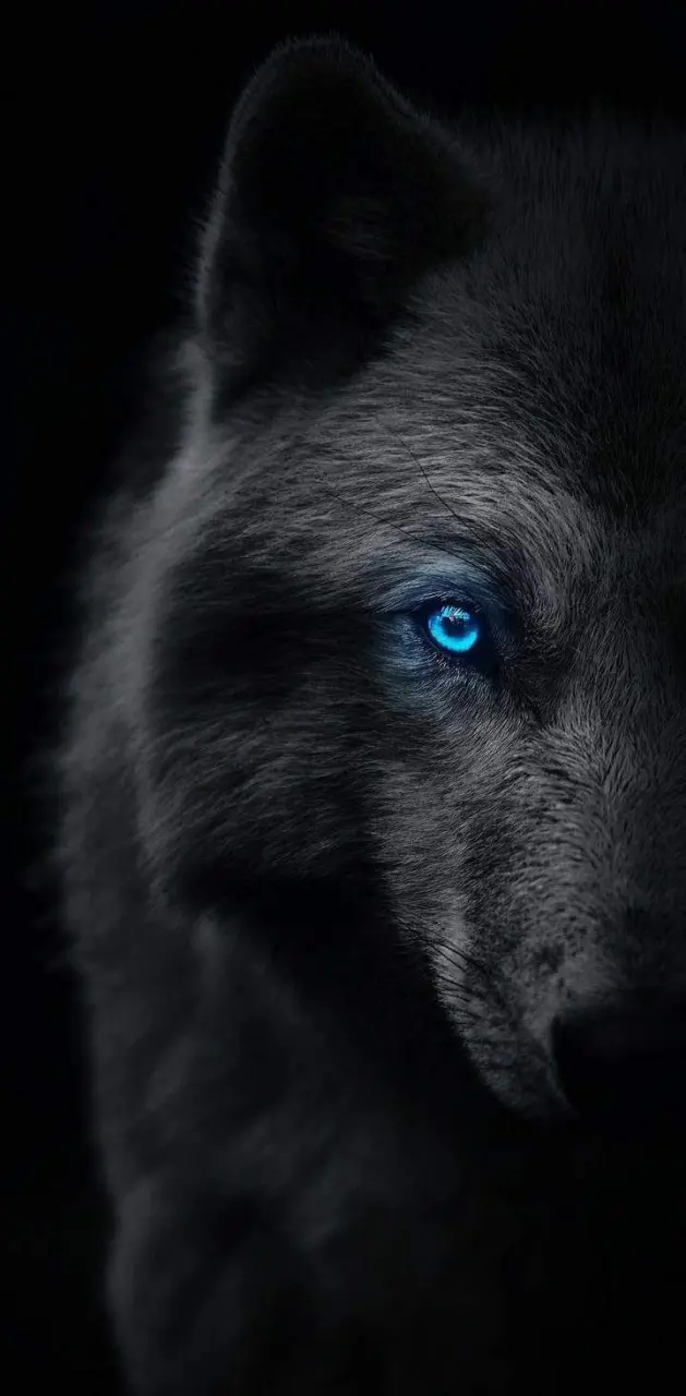 Wolf wallpaper by Ennosbrujah - Download on ZEDGE™ | 7ce2