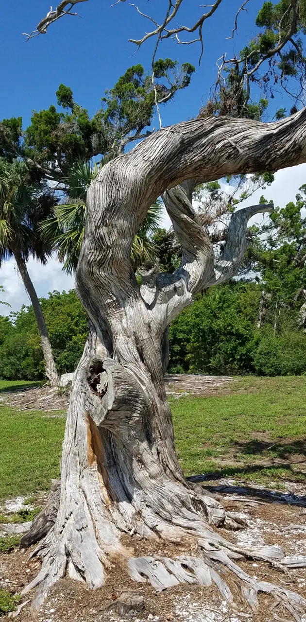 Twisted tree