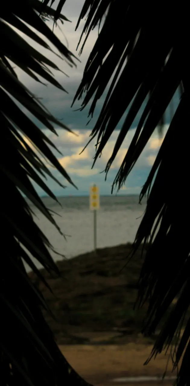 Palm tree calm
