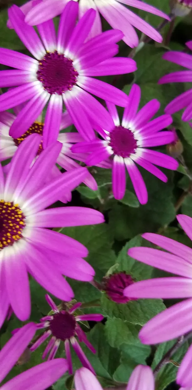 Purple Daisies wallpaper by heathaphs - Download on ZEDGE™ | a794