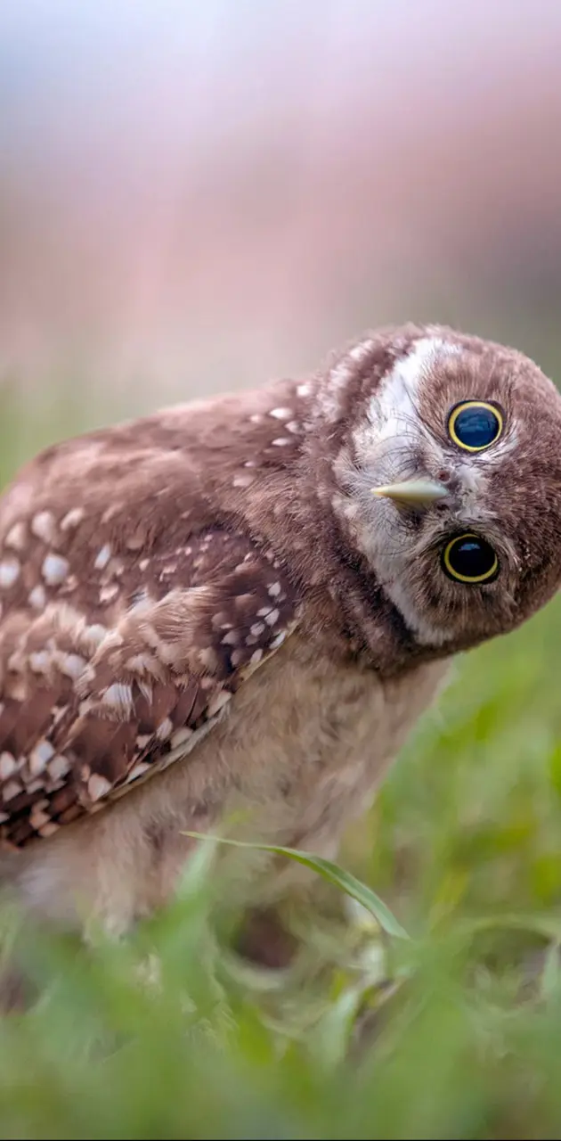 Funny owl