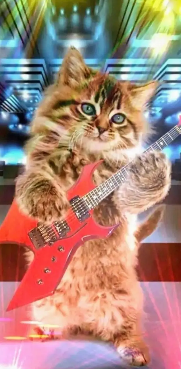 Rock and roll cat