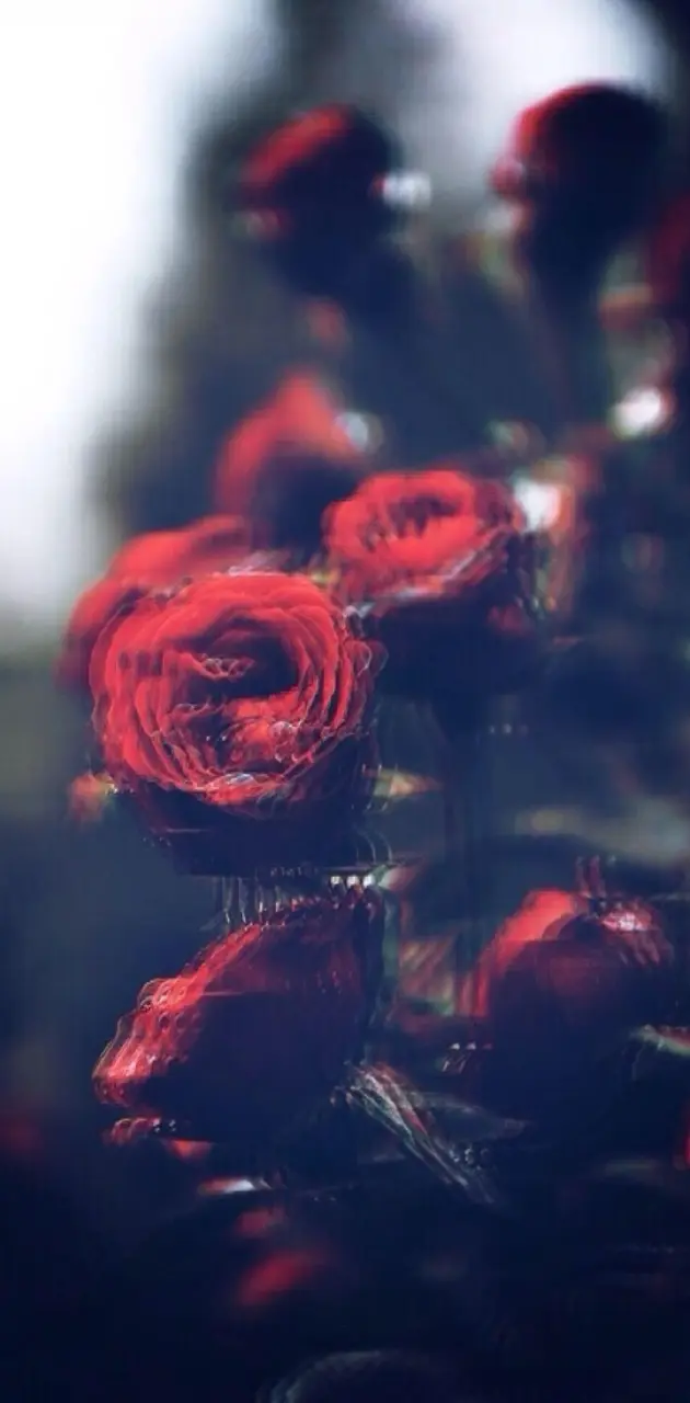 Blurry roses