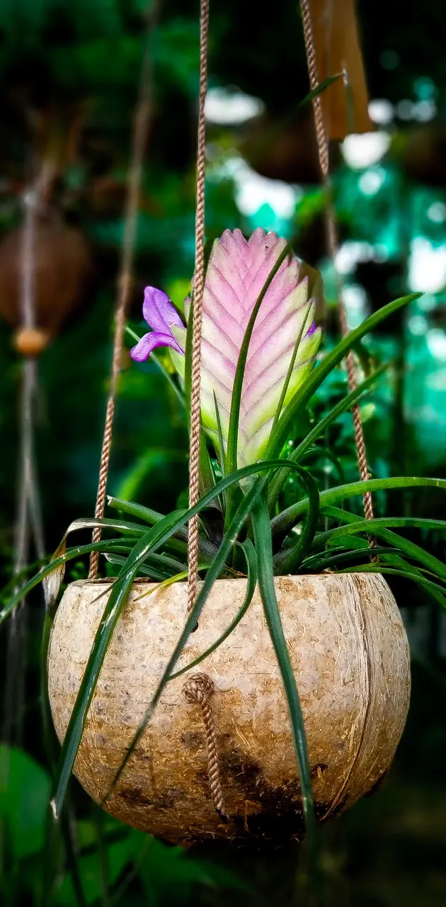 Coconut flower