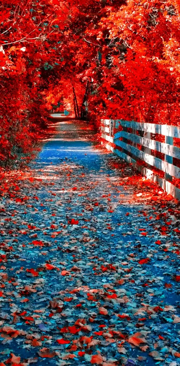 Autumn Road