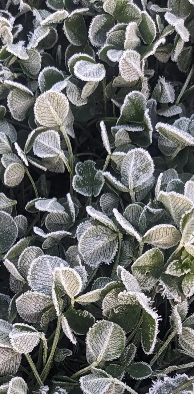 Frost bitten clovers