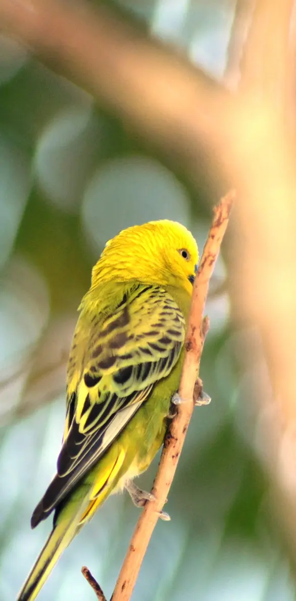 Yellow Love Bird