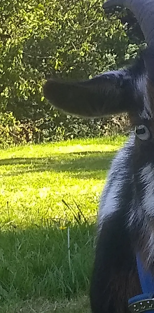 beautiful goat