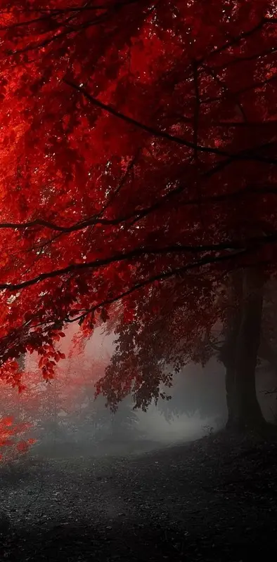 red foggy tree