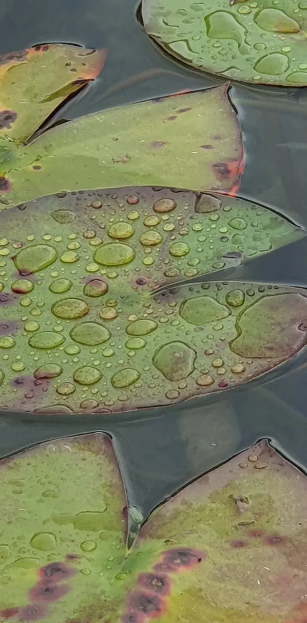 Lily pad droplets 