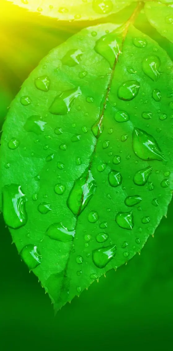 Leafe Nd Water