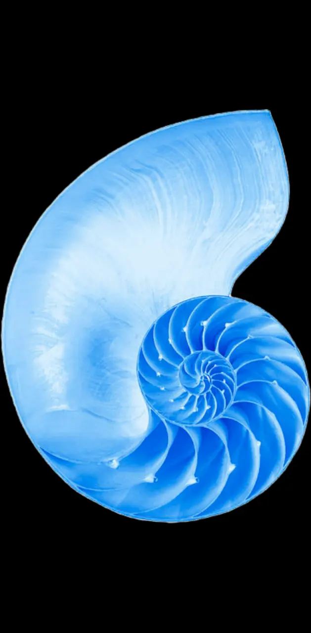 Blue Nautilus 