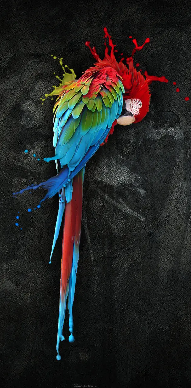Parrot Splash