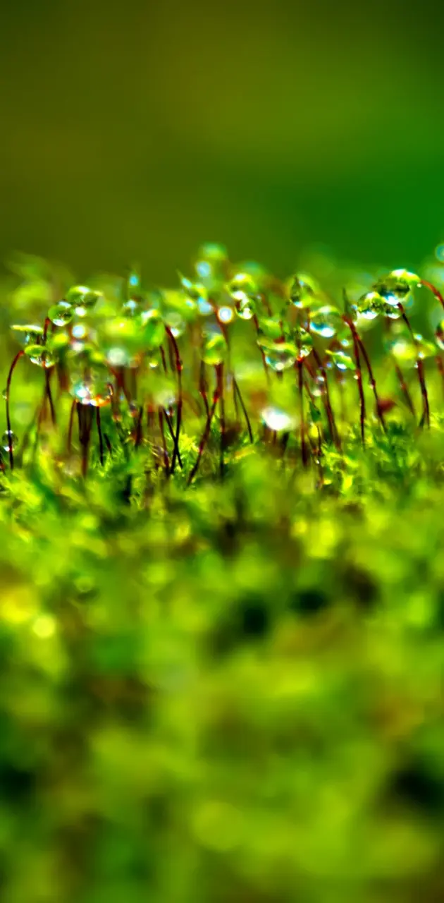 Dew drops on moss