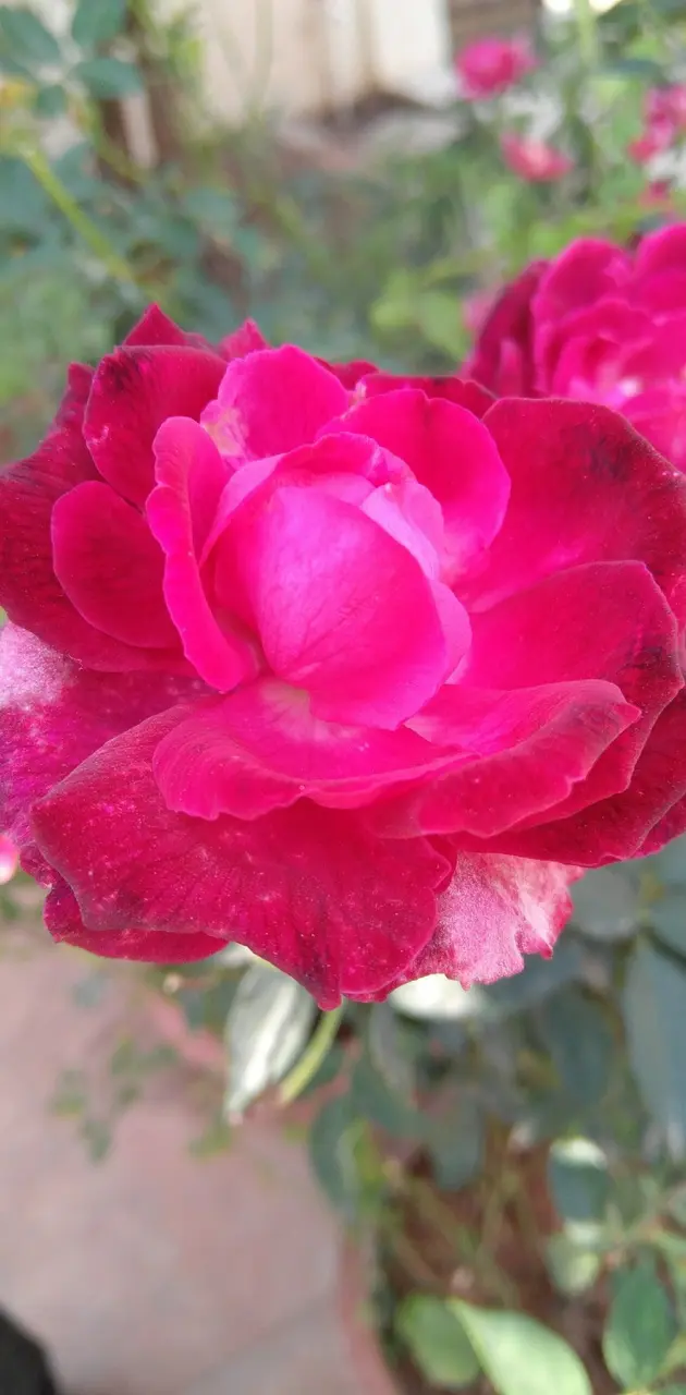 Red Rose sagar