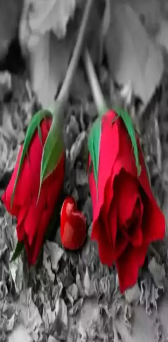 Red Roses  Love