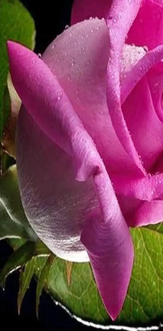 Pink Love rose